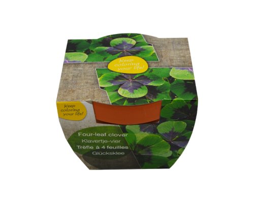 Fleurs en pot en terre cuite - image 4